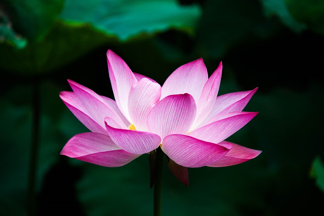 image lotus